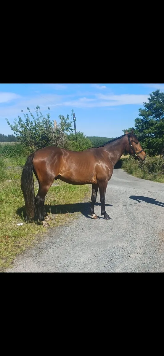 3 year old - Creevagh Ferro Gelding - Image 1