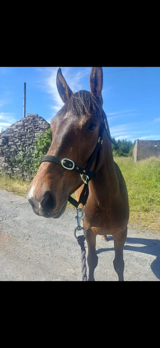 3 year old - Creevagh Ferro Gelding - Image 2