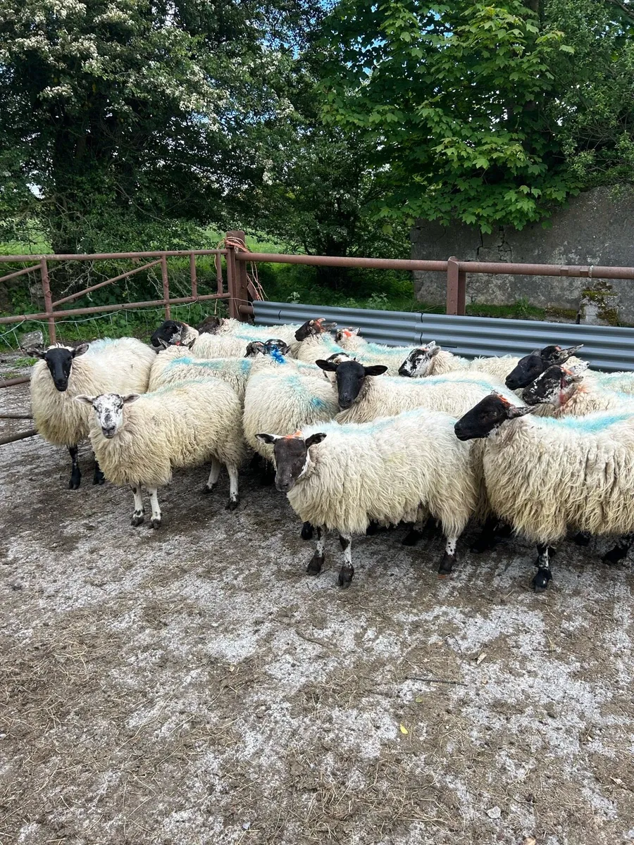 Hoggets cross bred - Image 1