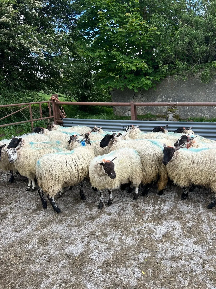 Hoggets cross bred - Image 2