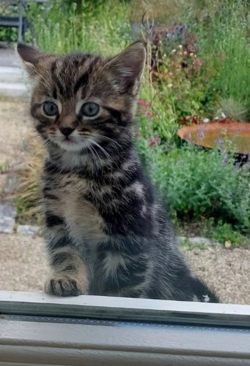 Kittens - Image 1