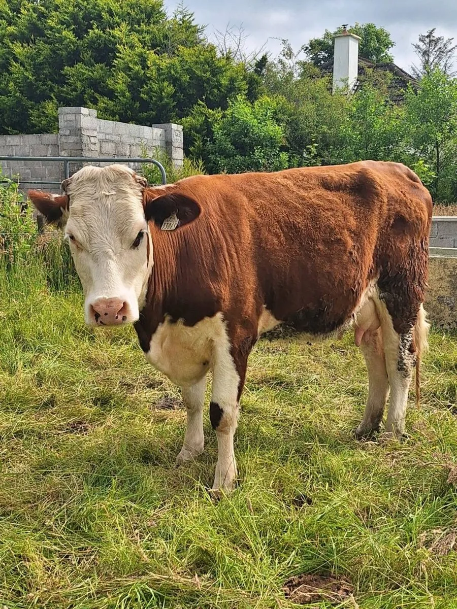 Foster 🐄 - Image 3