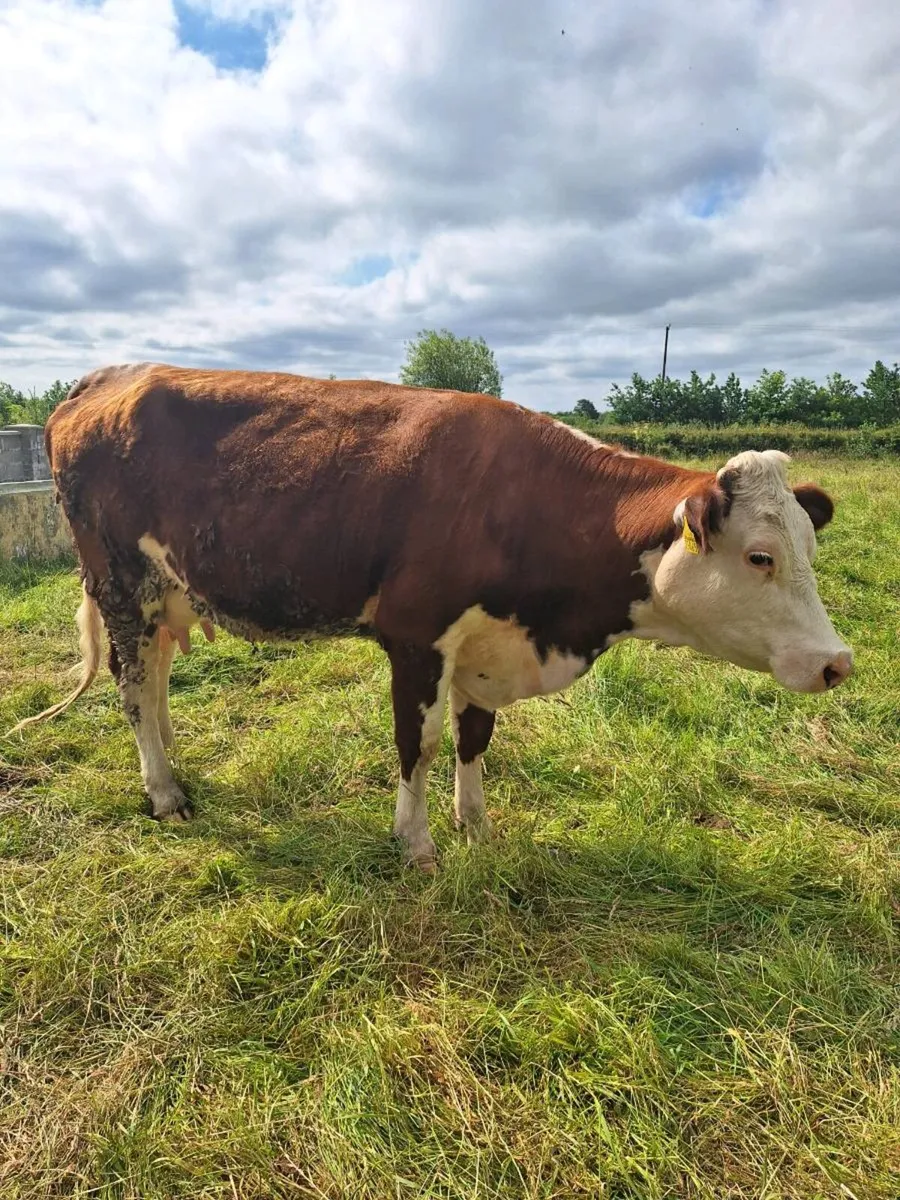 Foster 🐄 - Image 4