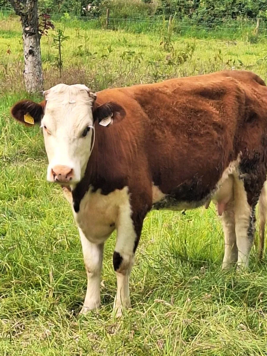 Foster 🐄 - Image 1