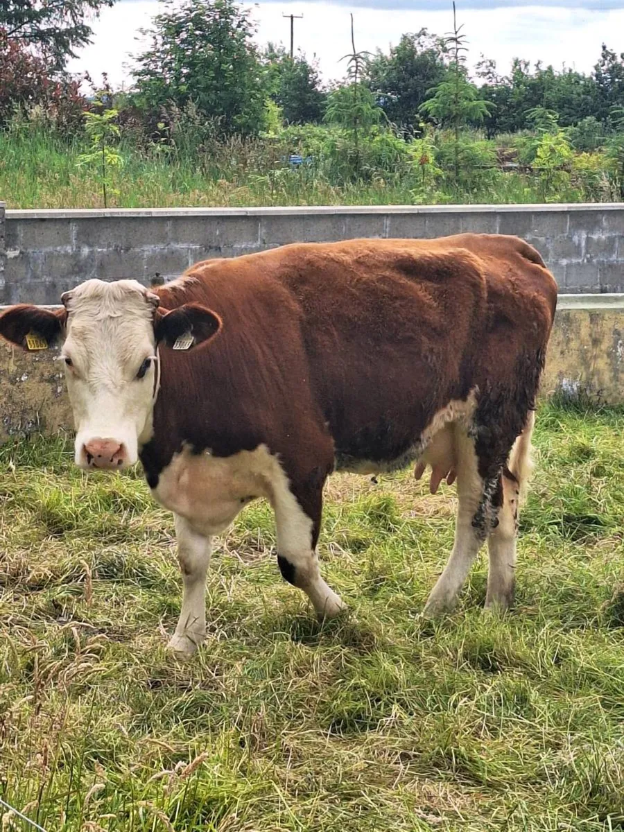 Foster 🐄 - Image 2