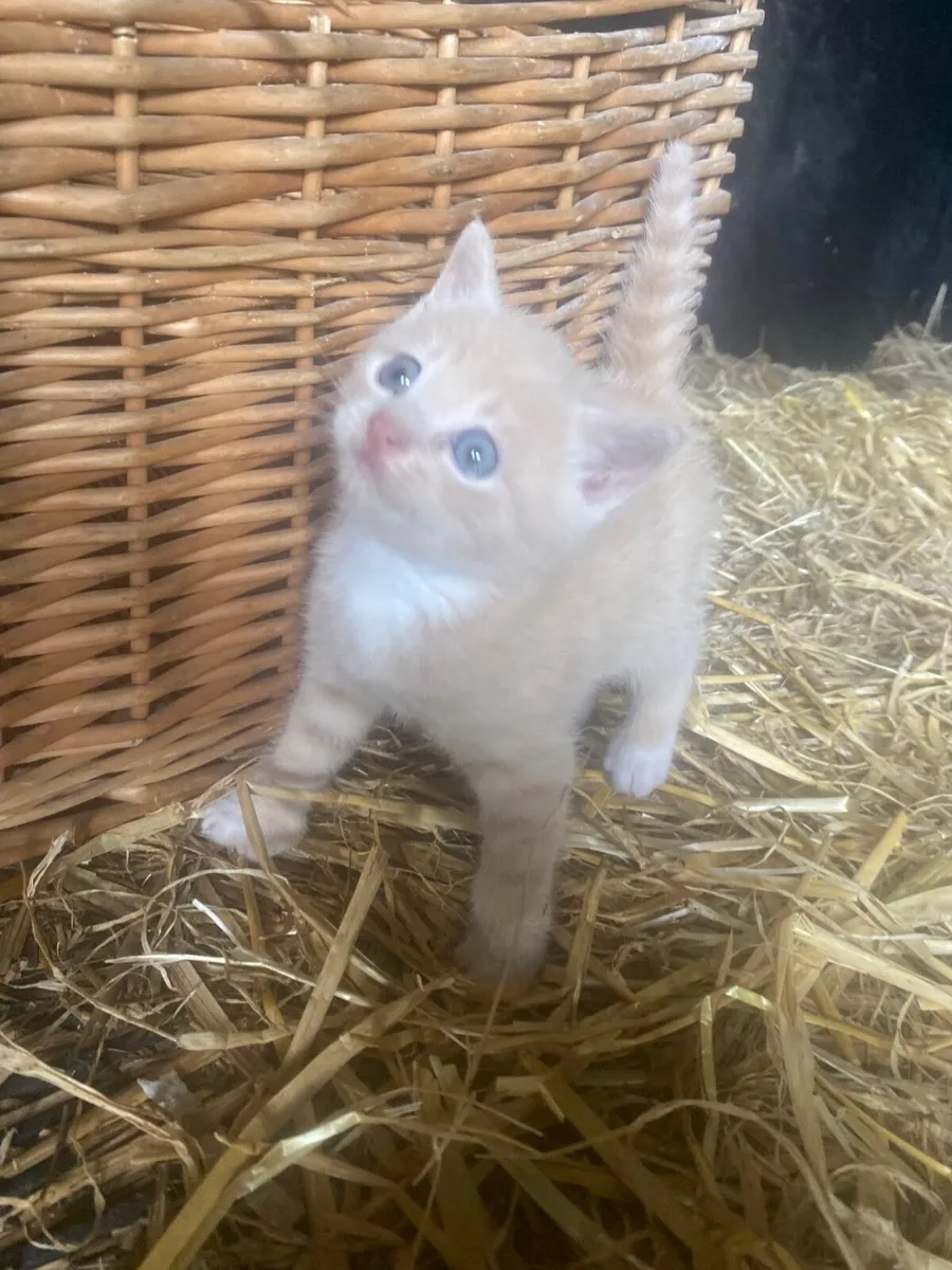 Kitten - Image 3