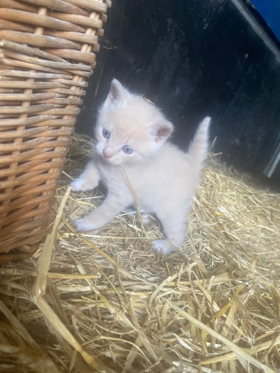 Kitten - Image 2