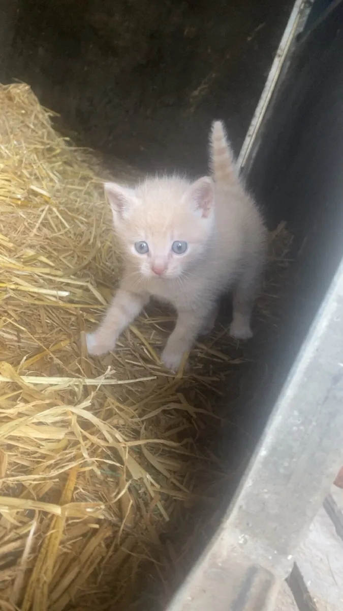 Kitten - Image 4