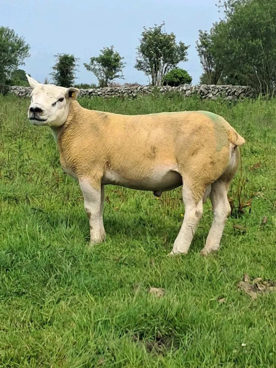 PUREBRED RAMS - Image 2