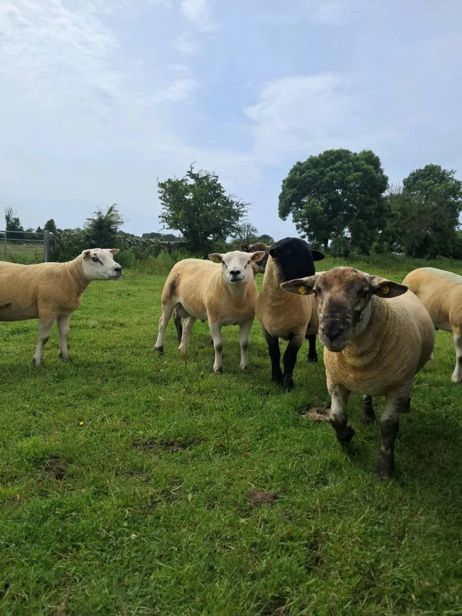 PUREBRED RAMS - Image 3