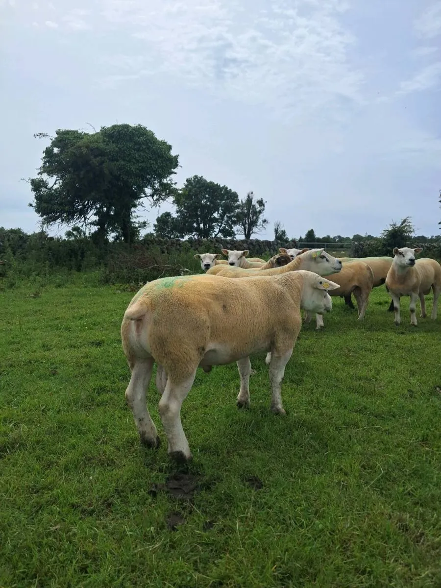 PUREBRED RAMS - Image 1