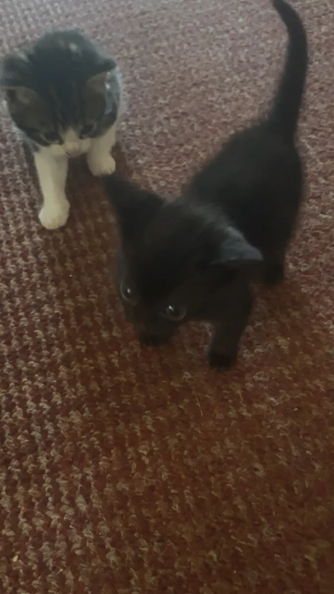 🐈 cats
