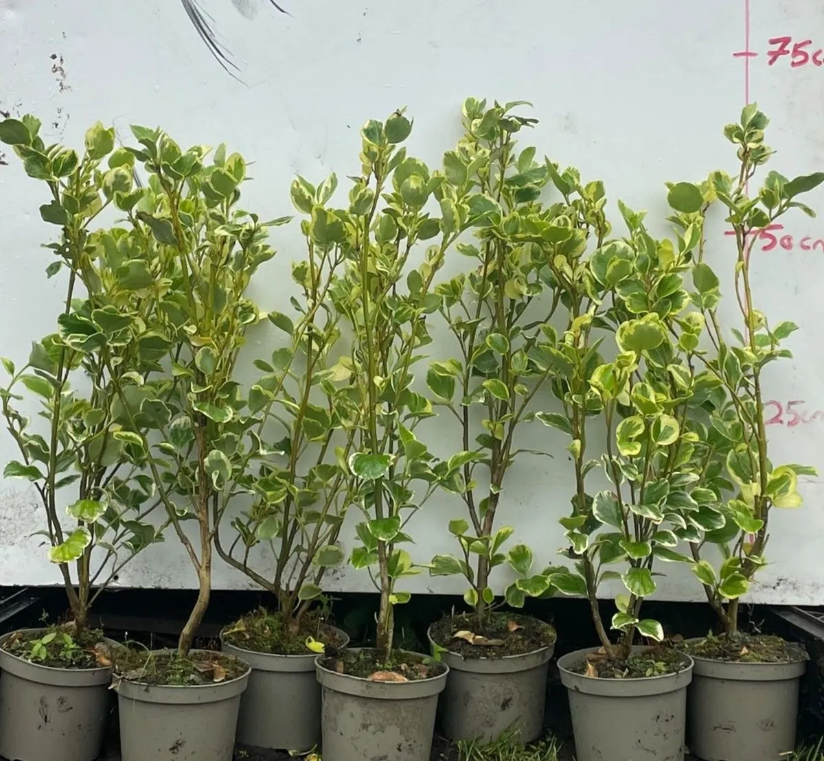 Griselinia HEDGING - Image 2
