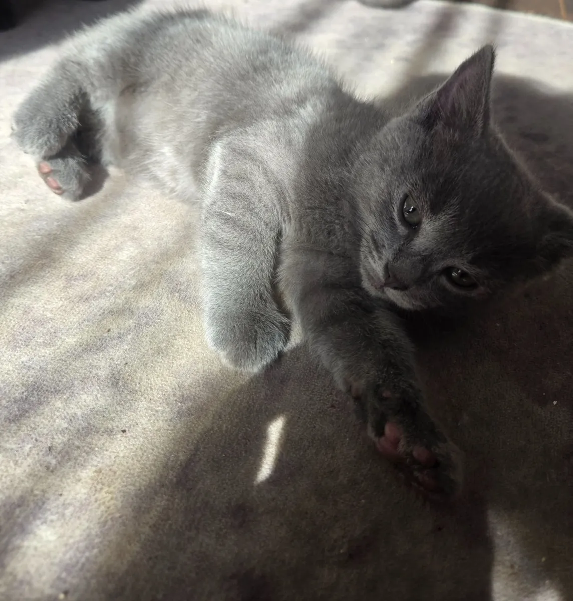 Kitten - Image 2