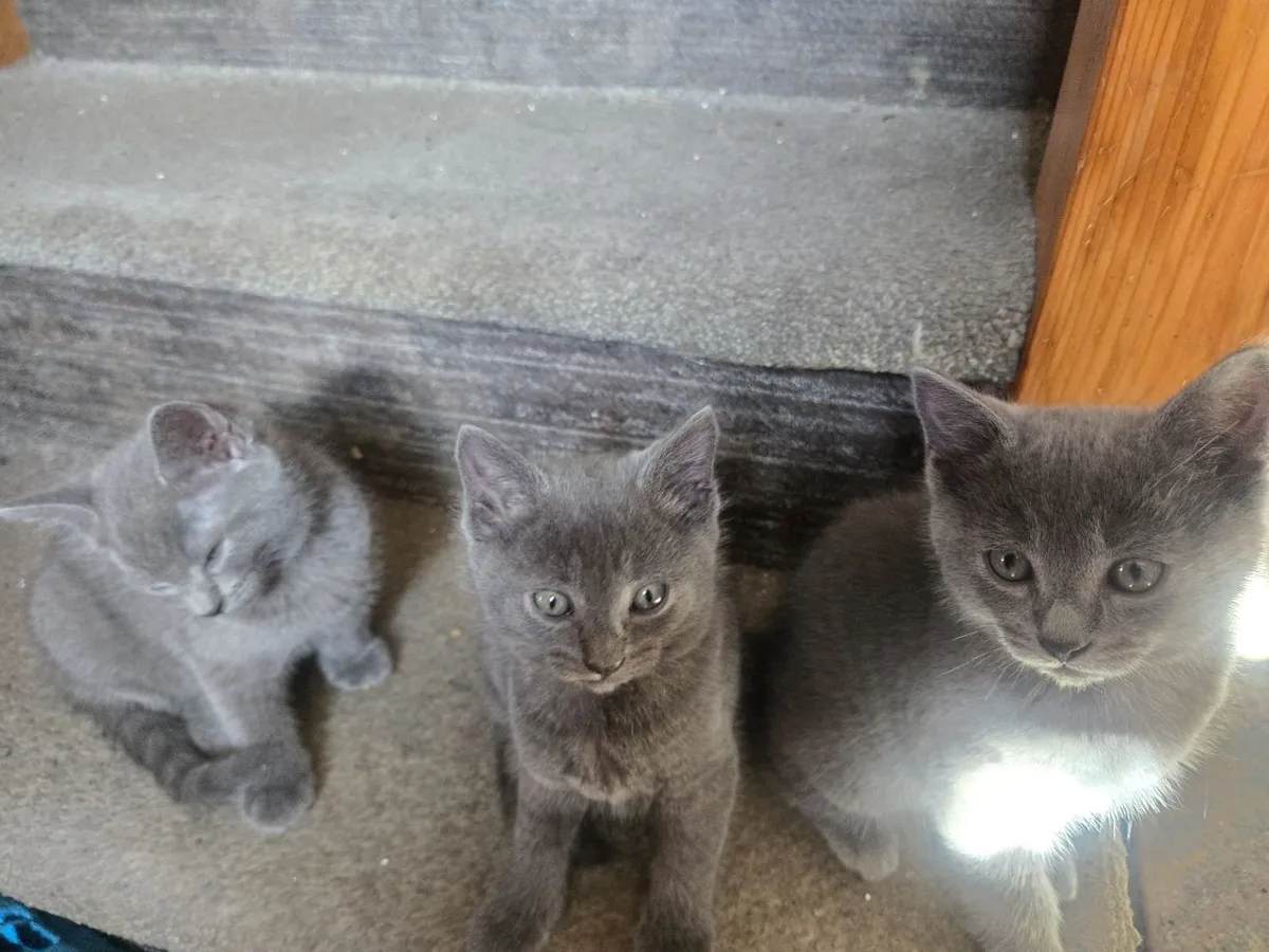 Kitten - Image 3