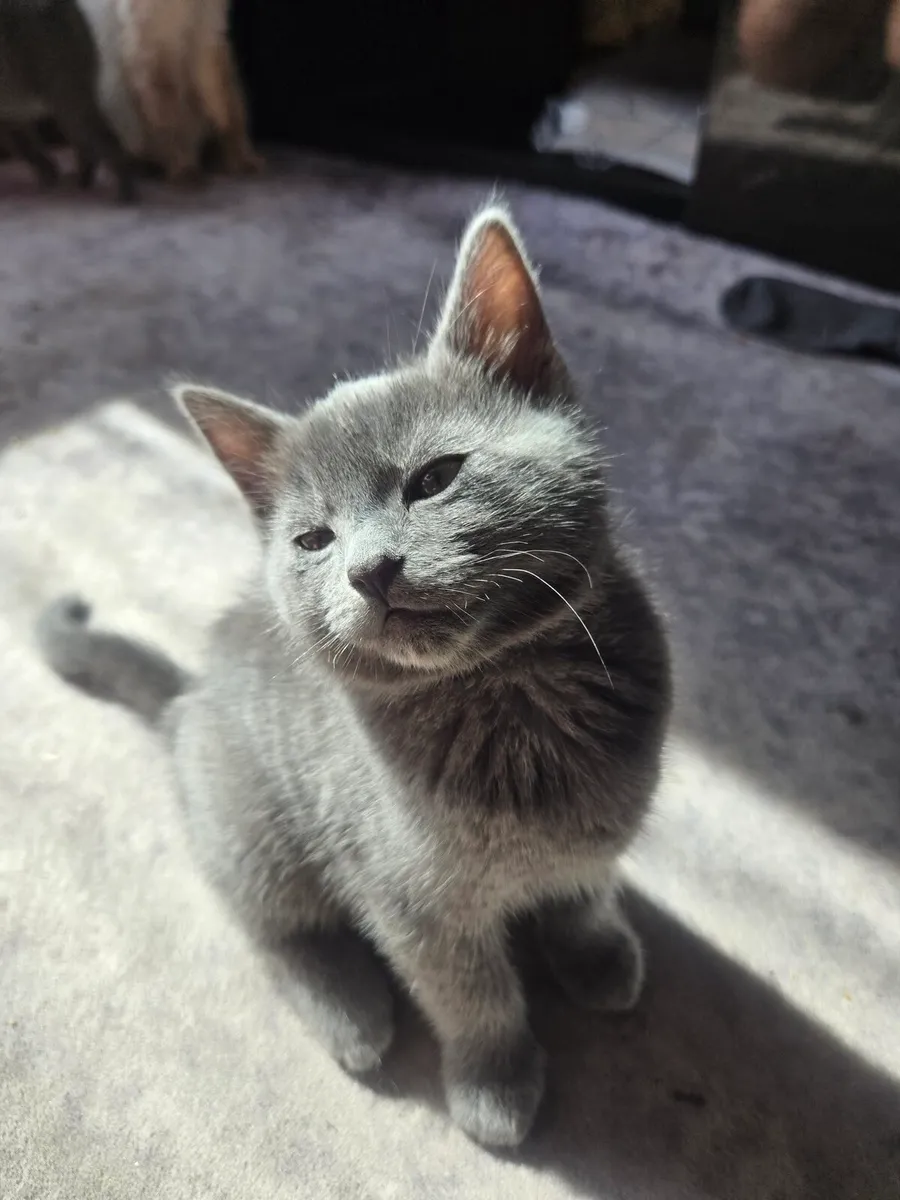 Kitten - Image 4