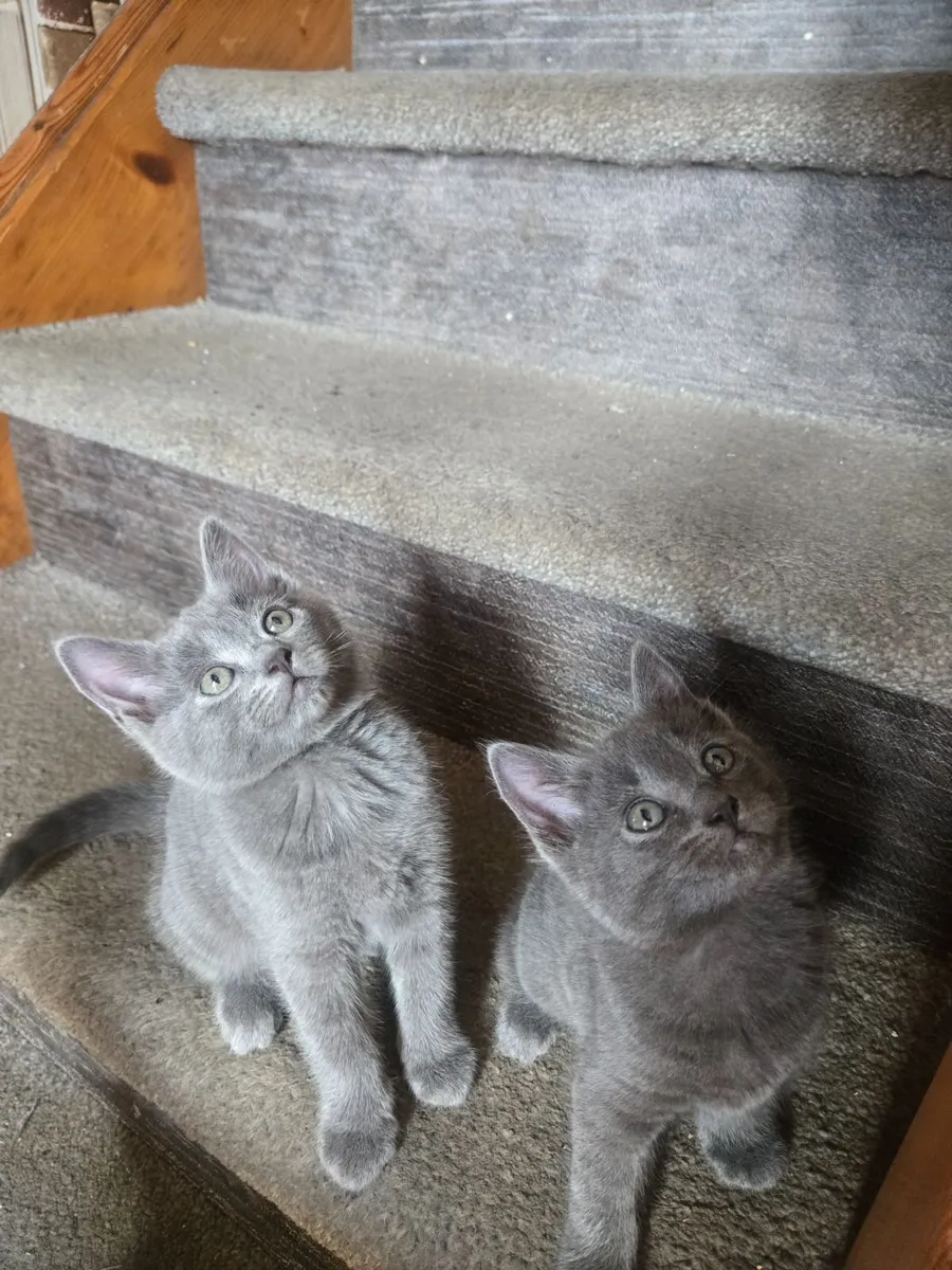 Kitten - Image 1