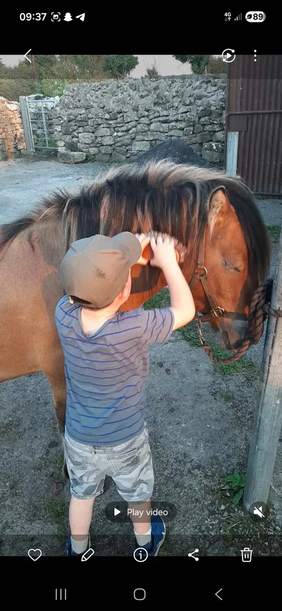 Full dun driving pony - Image 3