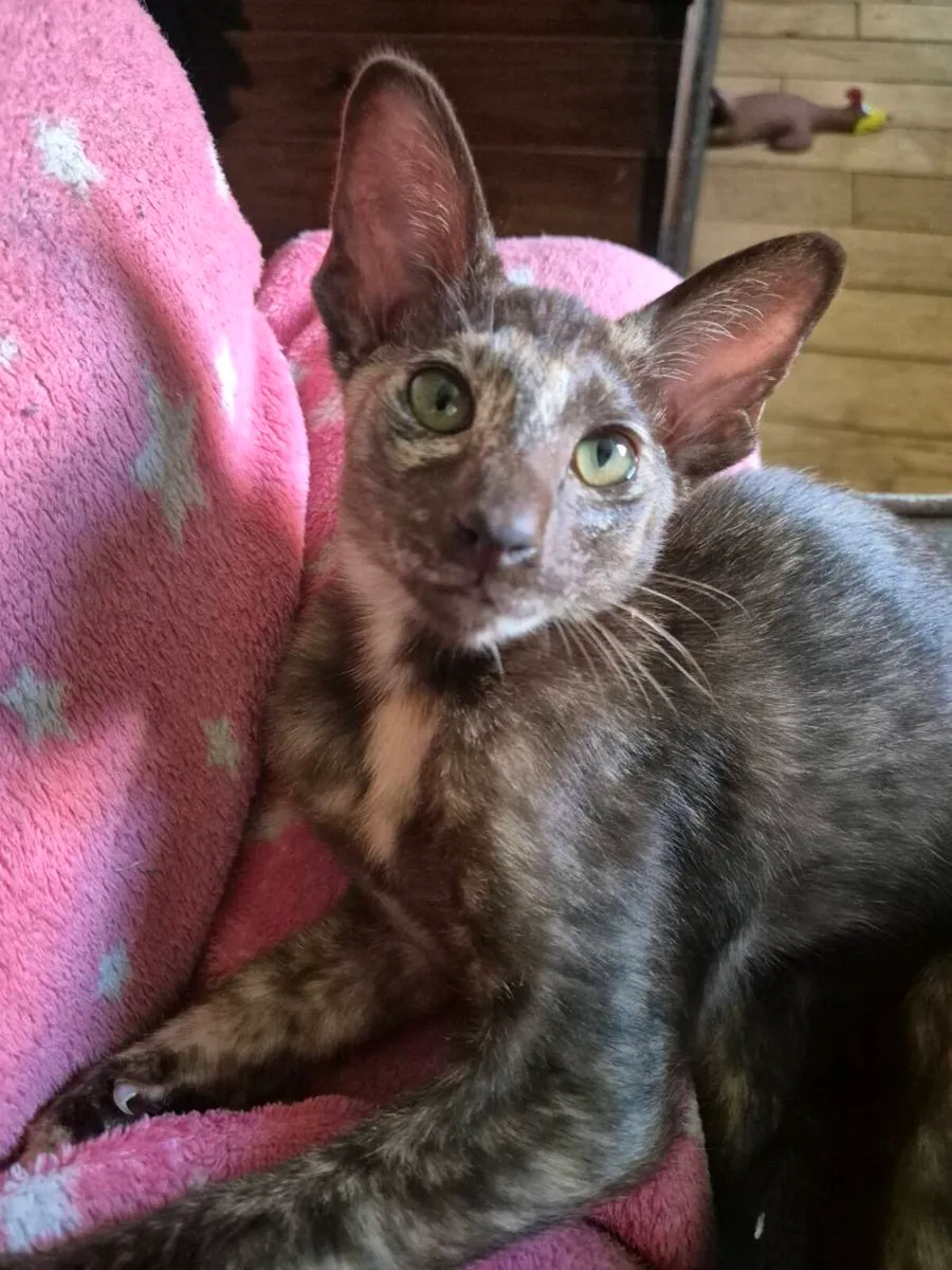 Pedigree Oriental kittens 1 left - Image 1