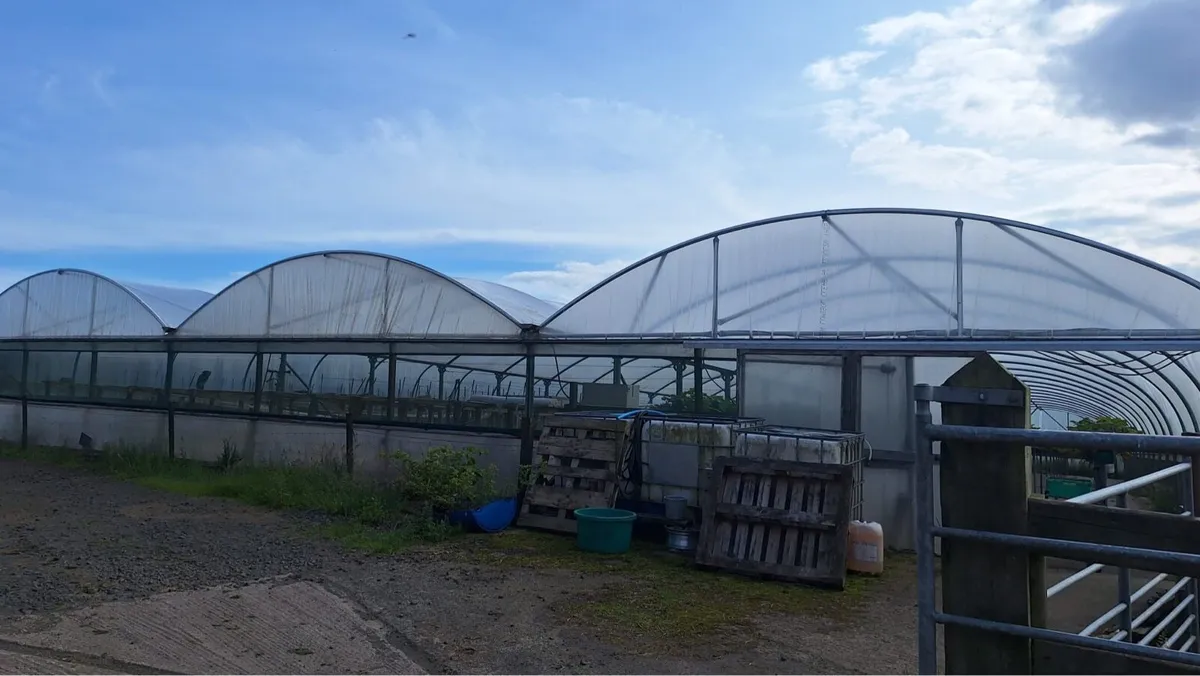 Polytunnel - Image 1