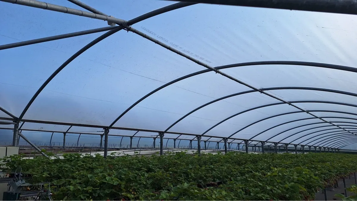 Polytunnel - Image 2