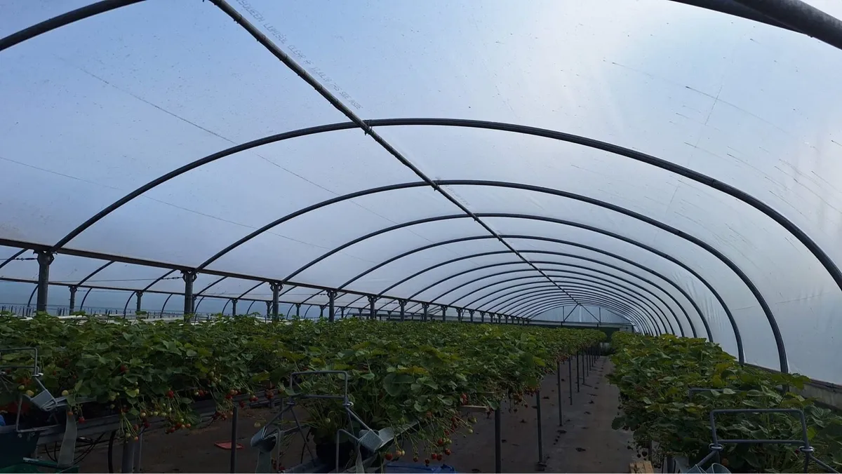 Polytunnel - Image 3