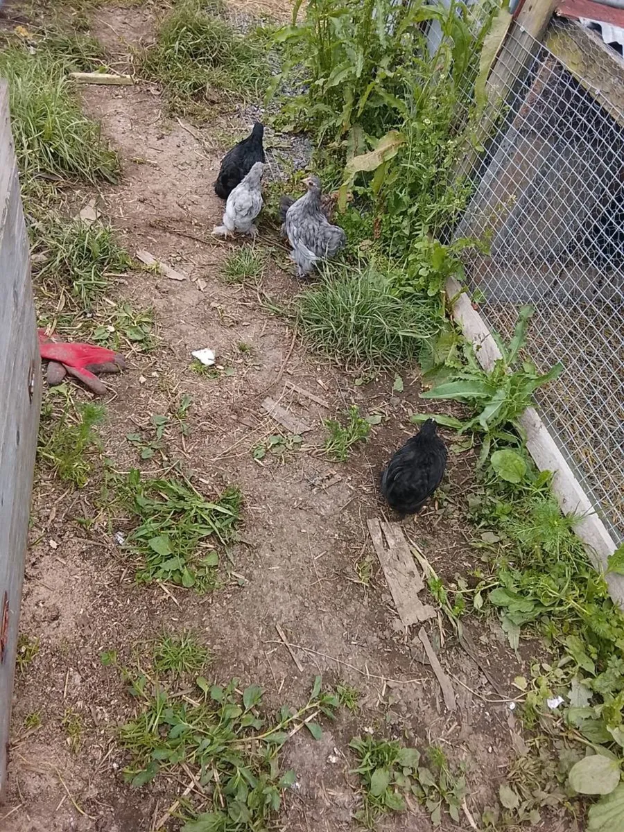 Pekin Pullets - Image 1
