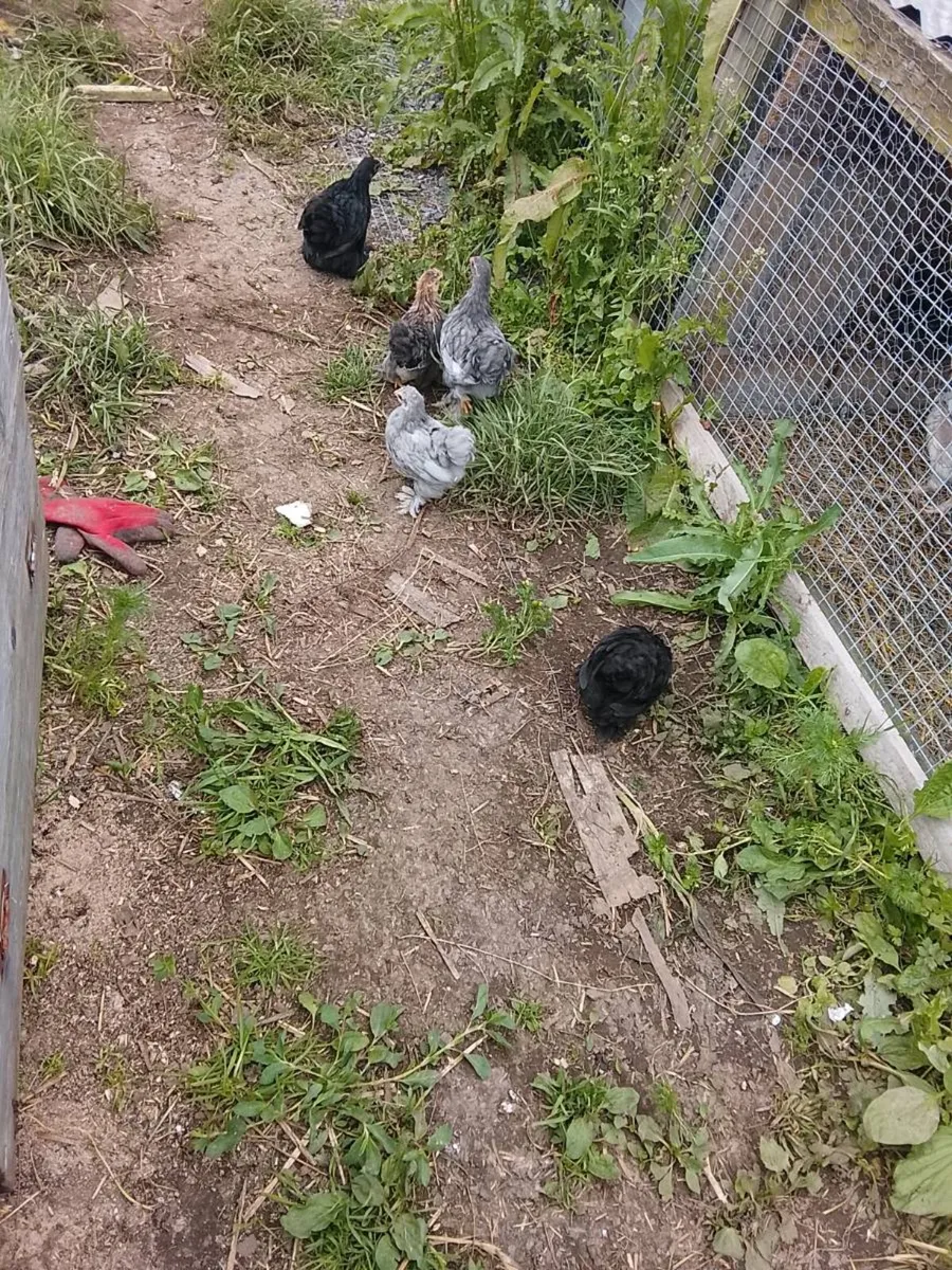 Pekin Pullets - Image 2