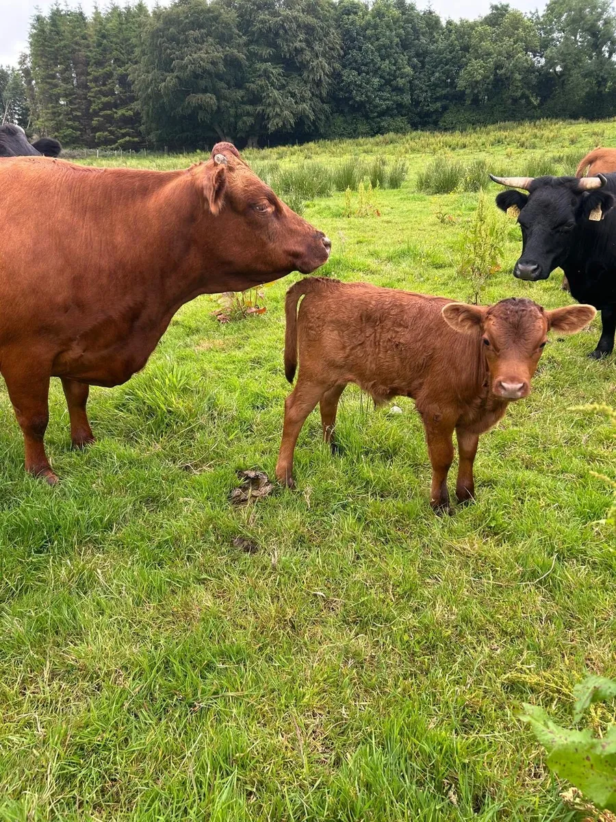 Dexter Cows & Calves - Image 3
