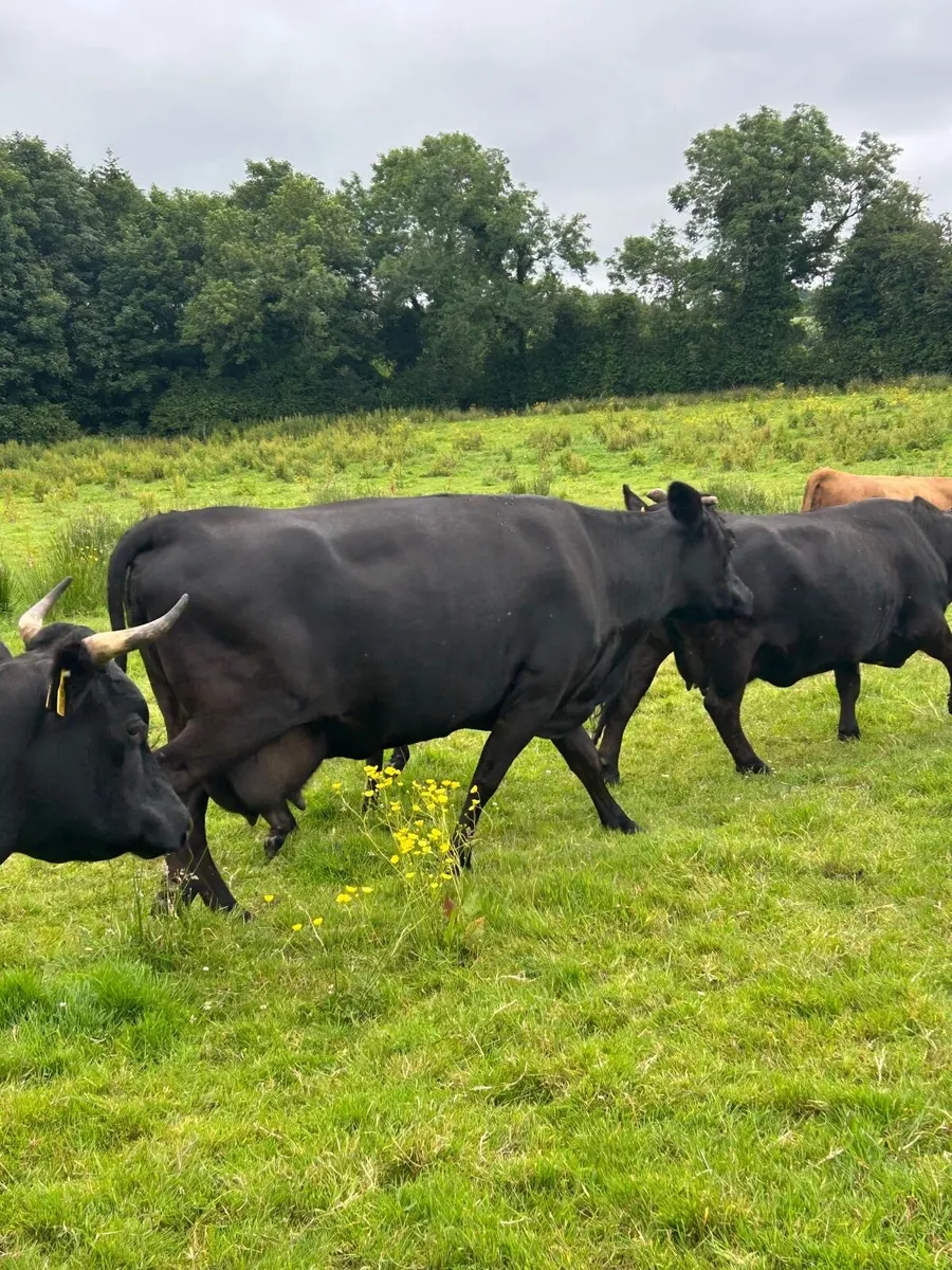 Dexter Cows & Calves - Image 4