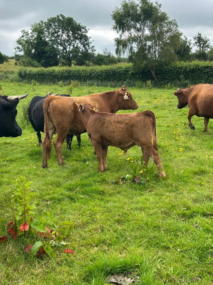 Dexter Cows & Calves - Image 1