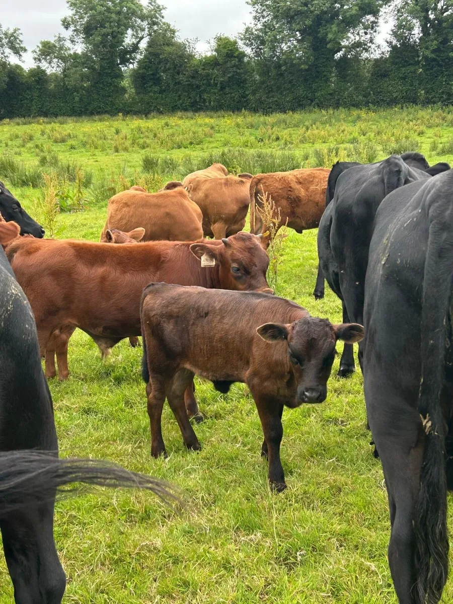 Dexter Cows & Calves - Image 2