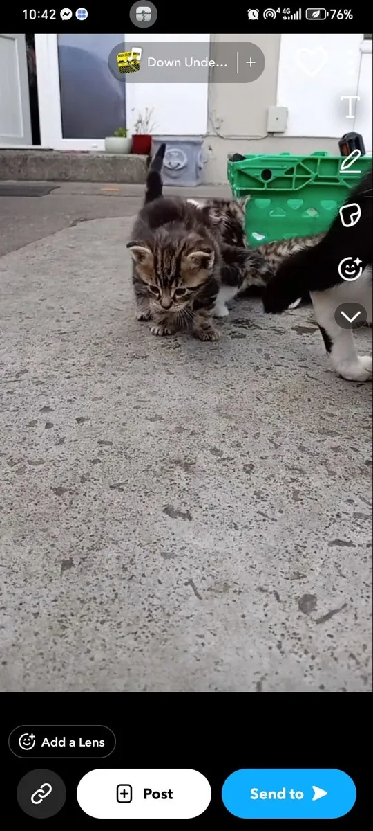Kitten - Image 1
