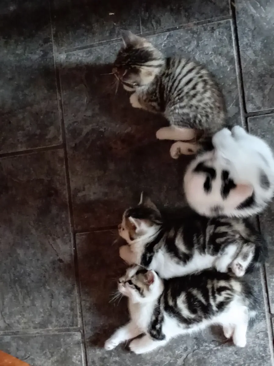 Kitten - Image 4