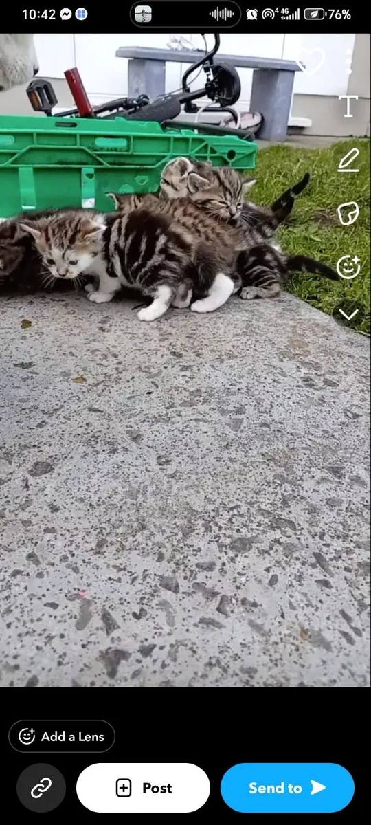 Kitten - Image 2