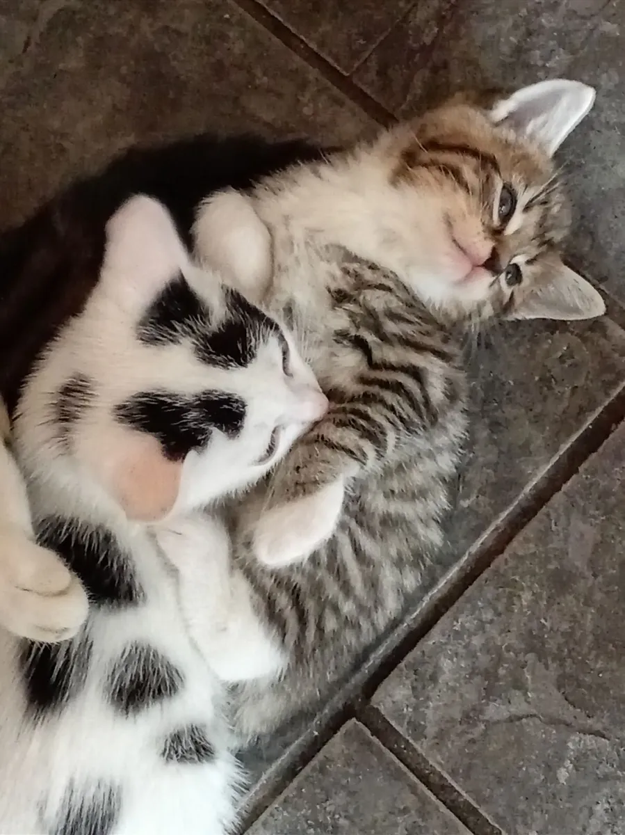 Kitten - Image 3