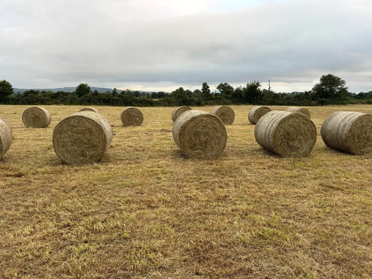 Round bales of hay
