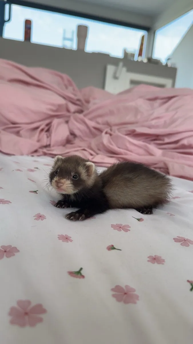 young ferrets - Image 3