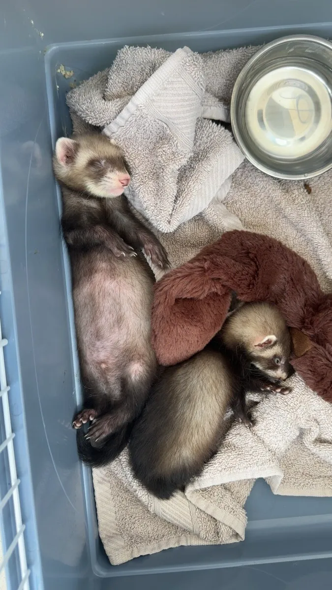 young ferrets - Image 4