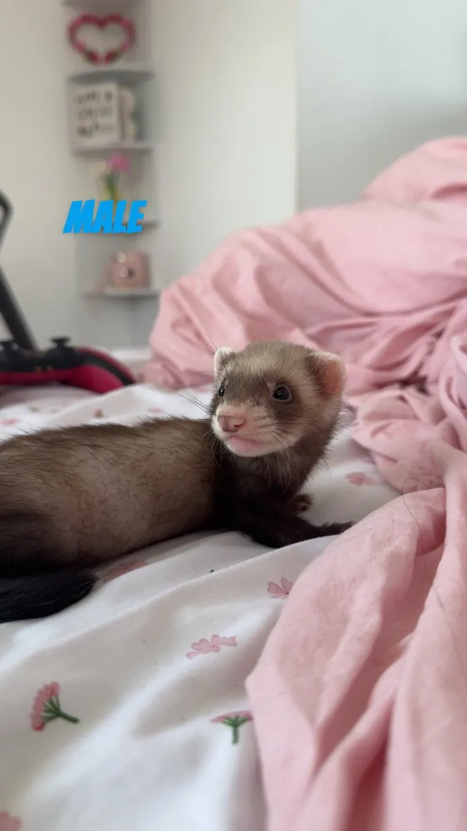 young ferrets - Image 1