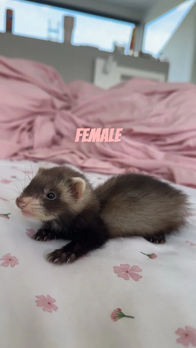 young ferrets - Image 2