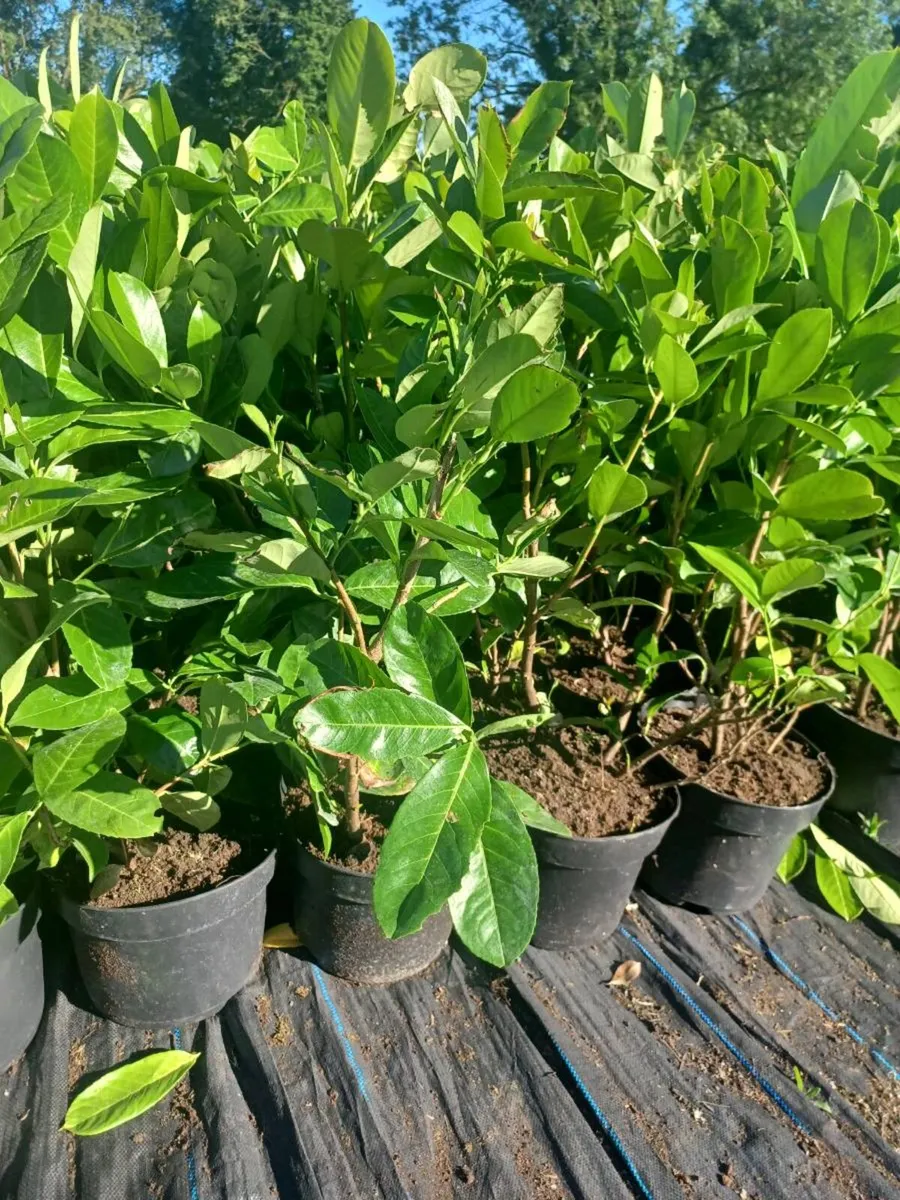 Laurel hedge - Image 2