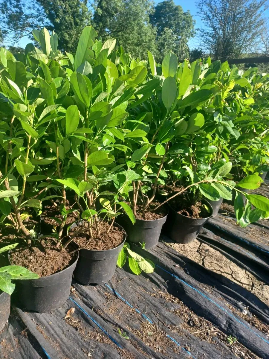 Laurel hedge - Image 3