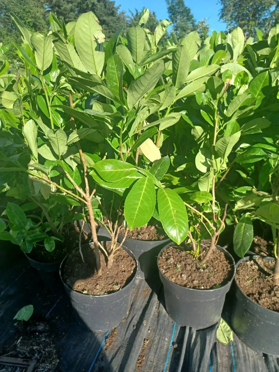 Laurel hedge - Image 4