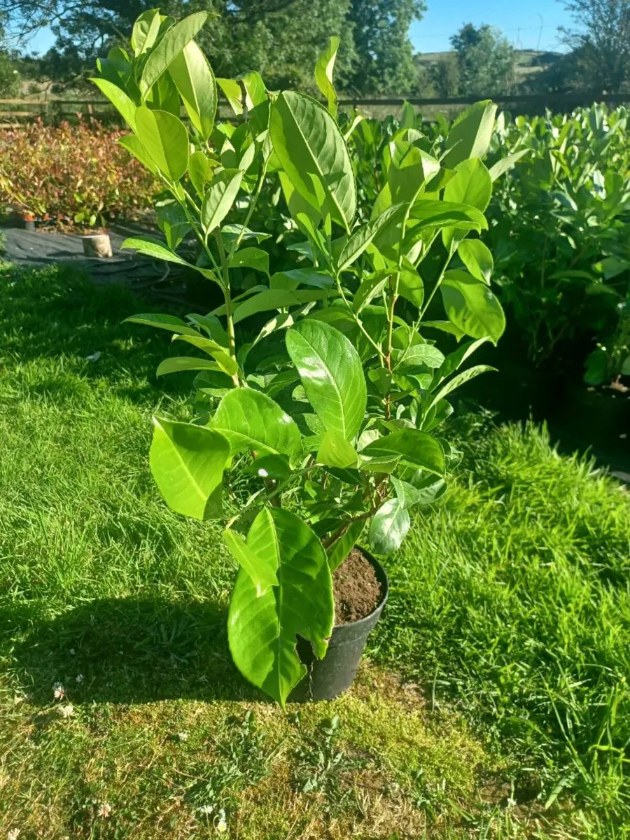Laurel hedge - Image 1