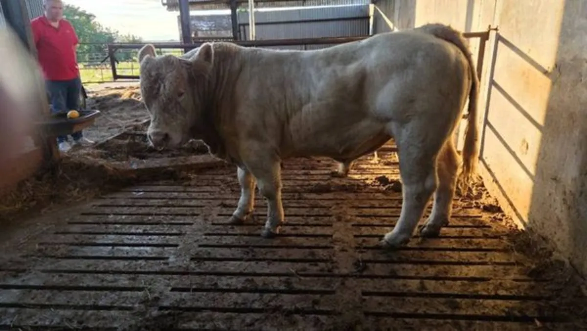 Bull - Image 1