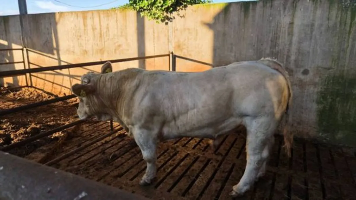 Bull - Image 2