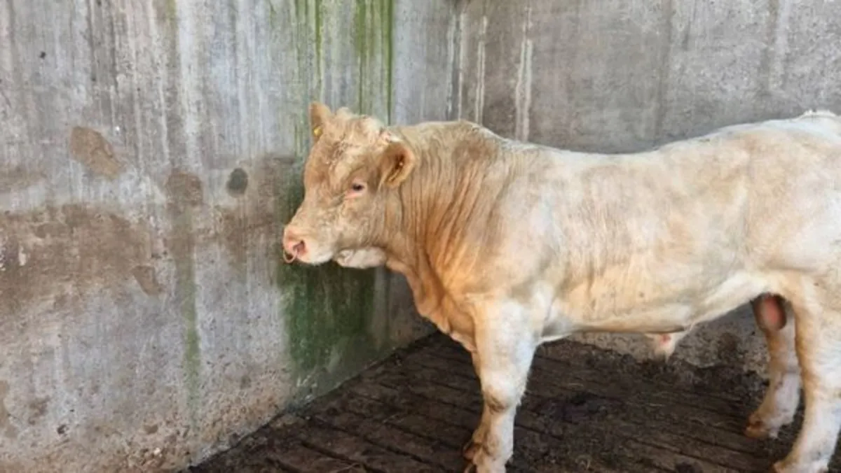 Bull - Image 3