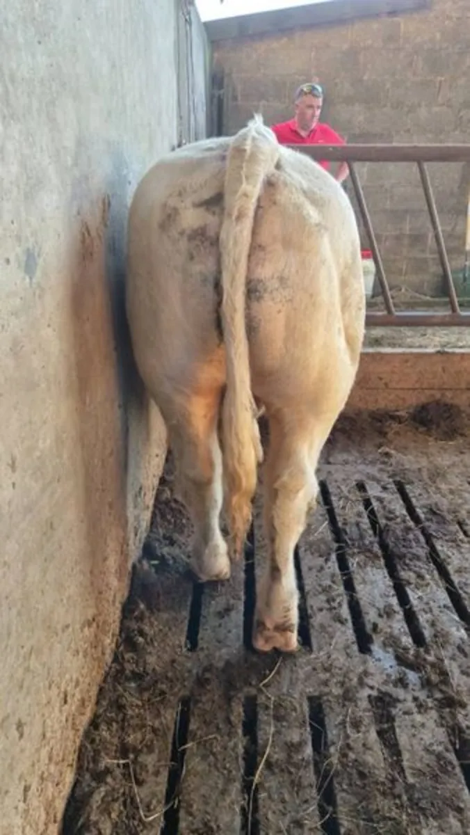 Bull - Image 4