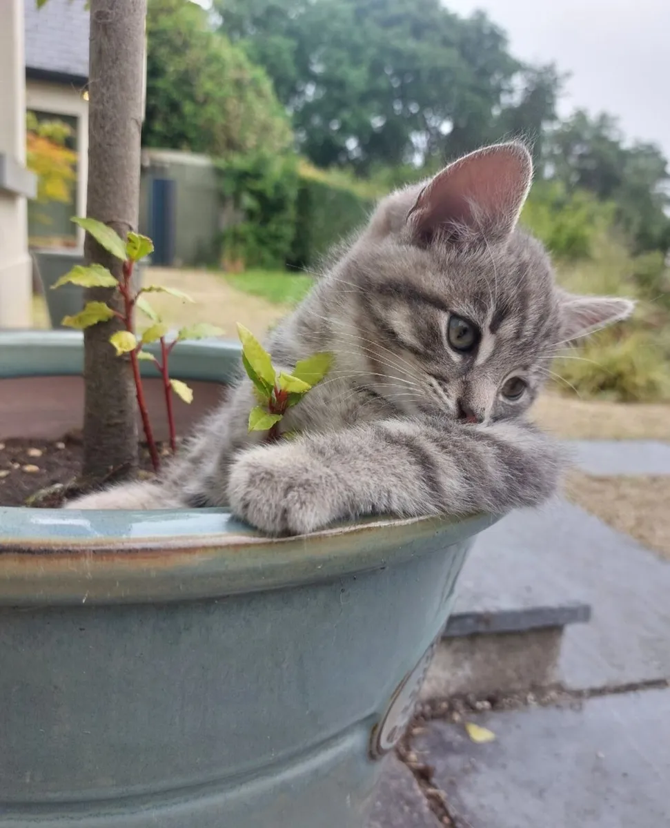 Kittens - Image 3